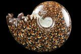 Polished, Agatized Ammonite (Cleoniceras) - Madagascar #97286-1